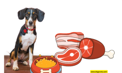 Why Raw Dog Food Is the Secret to Your Pet's Health and Happiness
